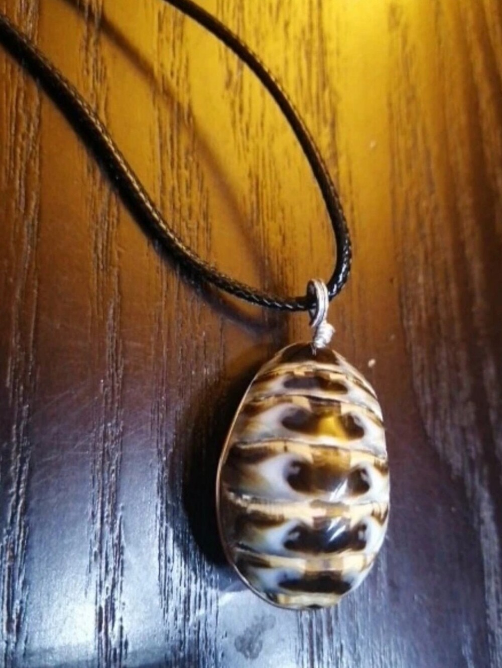 Chiton Shell Silver Pendant On A New Cord 19" Long